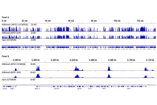 CUT & RUN Image 1: Concanavalin A Magnetic Beads and Activation Buffer