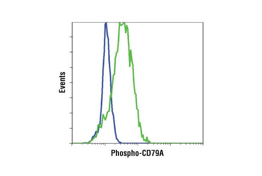 undefined Image 24: B Cell Signaling Antibody Sampler Kit II