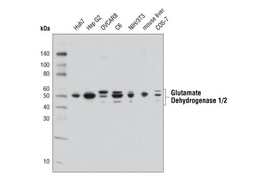 undefined Image 12: Glutamine Metabolism Antibody Sampler Kit