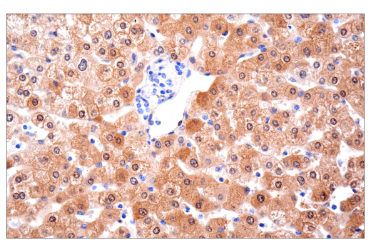 Immunohistochemistry Image 4: NNMT (E6N2Z) XP<sup>®</sup> Rabbit mAb