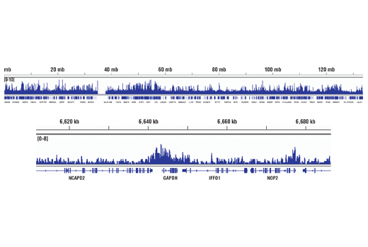 Chromatin Immunoprecipitation Image 2: Acetyl-Histone H3 (Lys9) (C5B11) Rabbit mAb