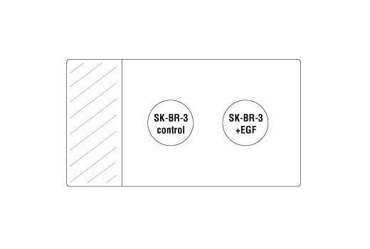 undefined Image 1: SignalStain<sup>®</sup> Phospho-ErbB Family IHC Sampler Kit