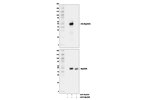 Western Blotting Image 1: IDO (D7Z7U) Rabbit mAb
