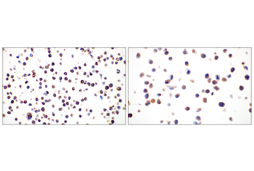 Immunohistochemistry Image 12: TFAM (D5C8) Rabbit mAb
