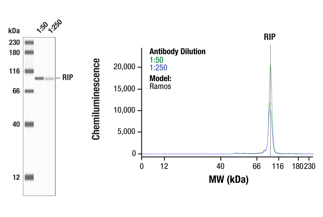 undefined Image 19: Apoptosis/Necroptosis Antibody Sampler Kit