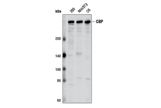 Western Blotting Image 2: CBP (D6C5) Rabbit mAb
