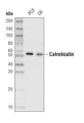Western Blotting Image 1: Calreticulin (D3E6) XP<sup>®</sup> Rabbit mAb (HRP Conjugate)