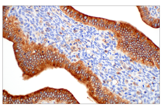 Immunohistochemistry Image 6: STING (D2P2F) Rabbit mAb (BSA and Azide Free)