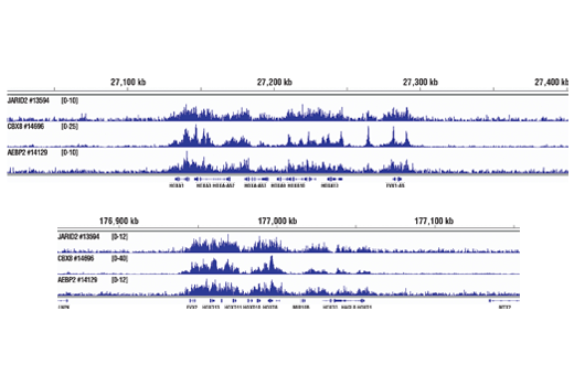 Chromatin Immunoprecipitation Image 2: AEBP2 (D7C6X) Rabbit mAb