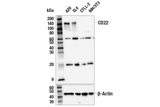 Western Blotting Image 1: CD22 (E8I1F) Rabbit mAb