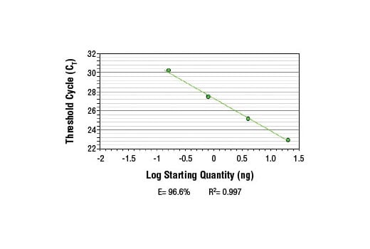 Chromatin Immunoprecipitation Image 2: SimpleChIP<sup>®</sup> Human EP300 Promoter Primers