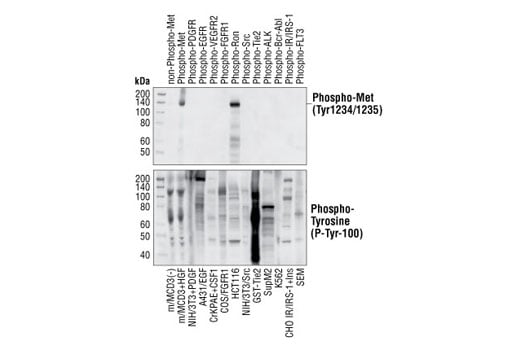 Western Blotting Image 2: Phospho-Met (Tyr1234/1235) (3D7) Rabbit mAb