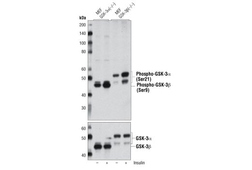 Western Blotting Image 2: Phospho-GSK-3α/β (Ser21/9) (D17D2) Rabbit mAb
