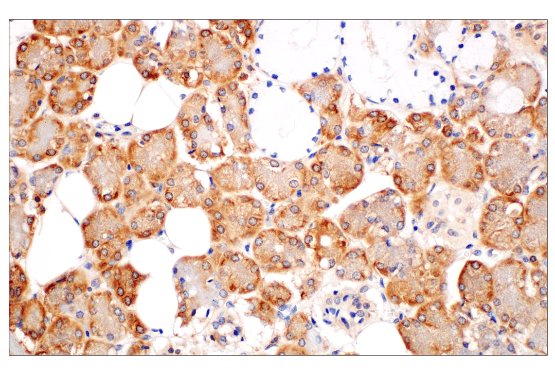 Immunohistochemistry Image 6: RACK1 (D59D5) Rabbit mAb