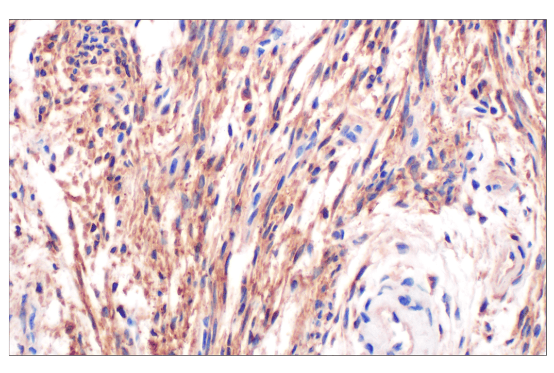 Immunohistochemistry Image 4: GLIPR2 (F7H7V) Rabbit mAb