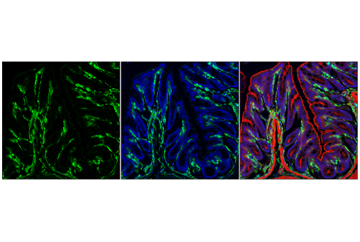 Immunofluorescence Image 1: VISTA (D5L5T) XP<sup>®</sup> Rabbit mAb (BSA and Azide Free)