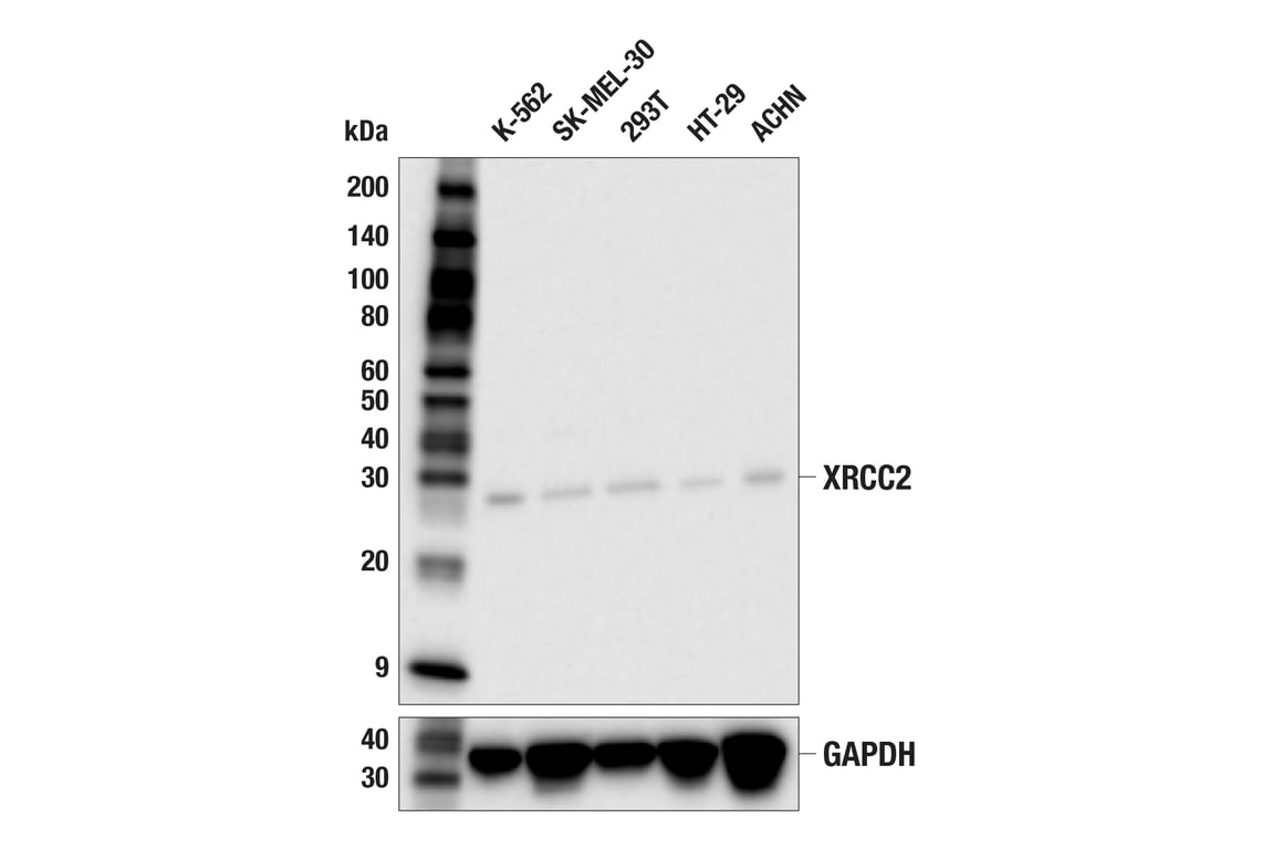 Western Blotting Image 2: XRCC2 (E7M8Y) Rabbit mAb