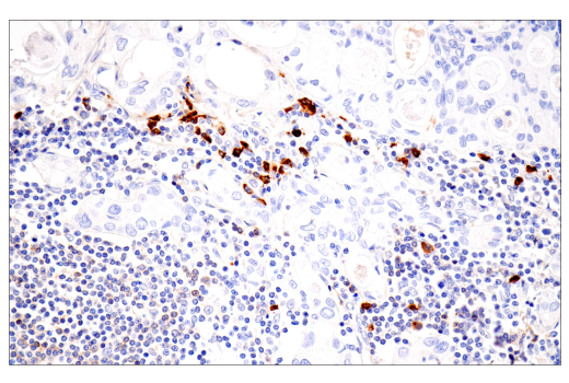 Immunohistochemistry Image 8: IgA (N1CLA) Mouse mAb