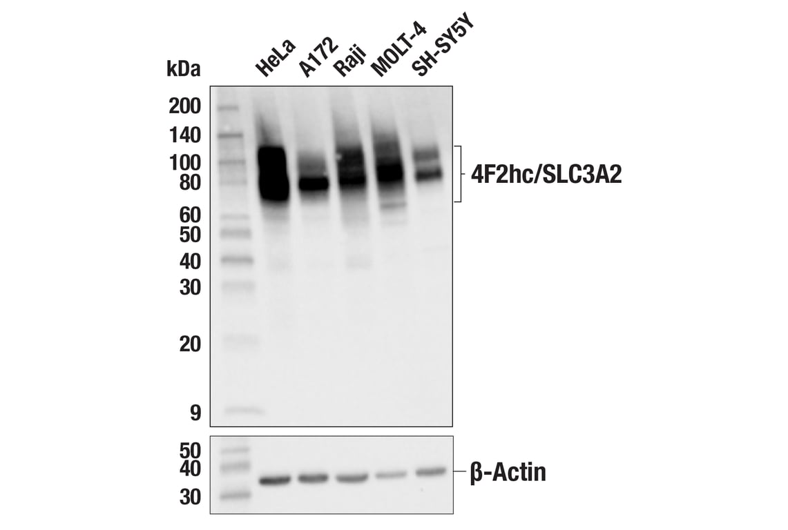 Western Blotting Image 1: 4F2hc/SLC3A2 (D3F9D) XP<sup>®</sup> Rabbit mAb (BSA and Azide Free)