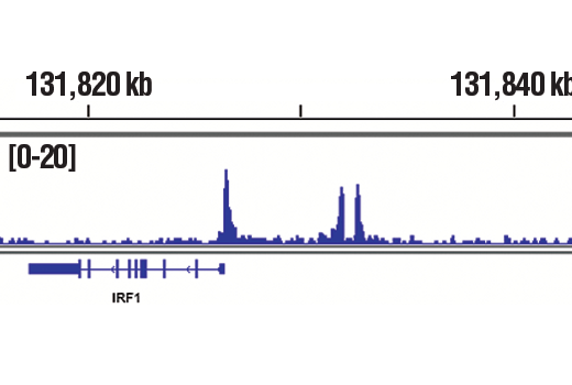 undefined Image 33: Stat3/Stat5 Signaling Antibody Sampler Kit