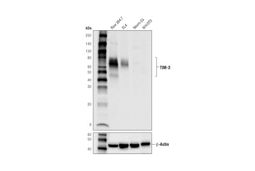 Western Blotting Image 1: TIM-3 (D3M9R) XP<sup>®</sup> Rabbit mAb