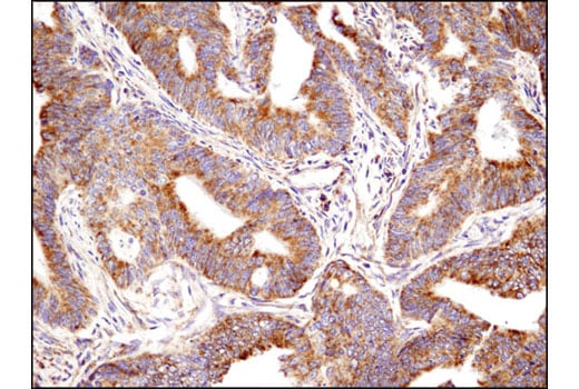 Immunohistochemistry Image 2: Bak (D4E4) Rabbit mAb (BSA and Azide Free)
