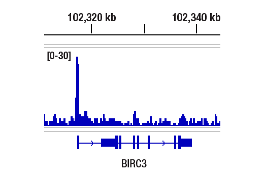Chromatin Immunoprecipitation Image 1: RelB (D7D7W) Rabbit mAb