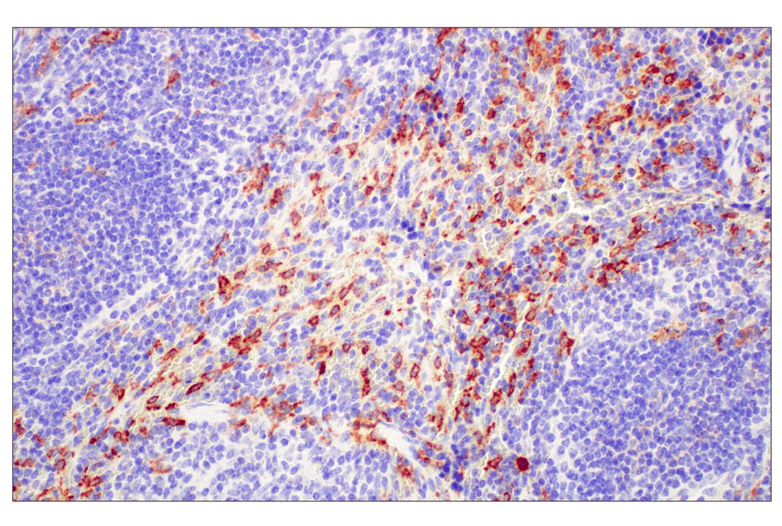 Immunohistochemistry Image 5: C1QB (E3U6X) Rabbit mAb (BSA and Azide Free)