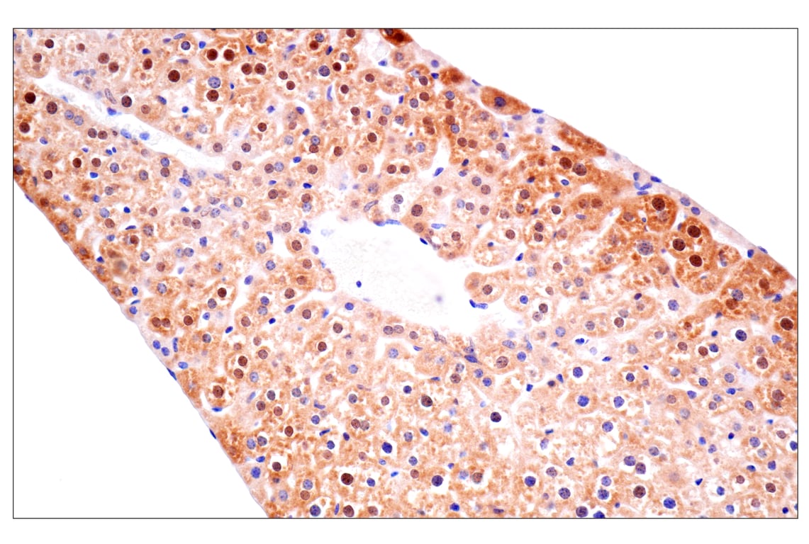 Immunohistochemistry Image 12: ACBP/DBI (E4V8V) XP<sup>®</sup> Rabbit mAb