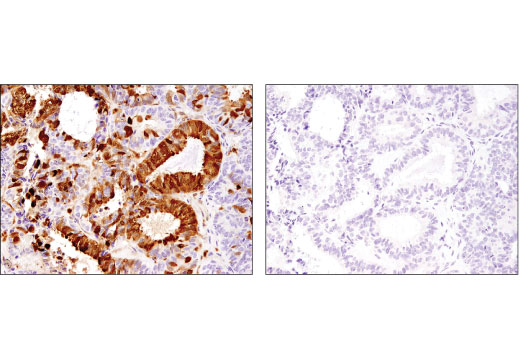 undefined Image 42: Microglia Neurodegeneration Module Antibody Sampler Kit