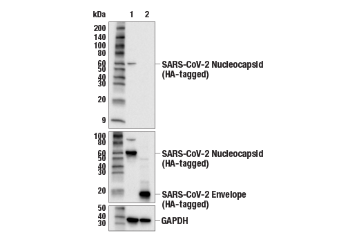 Western Blotting Image 2: SARS-CoV-2 Nucleocapsid Protein (E9L7H) XP<sup>®</sup> Rabbit mAb