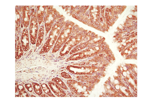 Immunohistochemistry Image 2: eIF2α (D7D3) XP<sup>®</sup> Rabbit mAb (BSA and Azide Free)