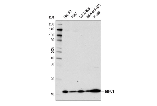 Western Blotting Image 1: MPC1 (D2L9I) Rabbit mAb