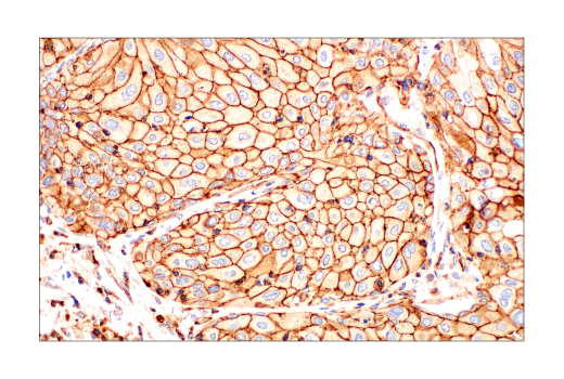 Immunohistochemistry Image 6: Phospho-Tyrosine (4G10) Mouse mAb