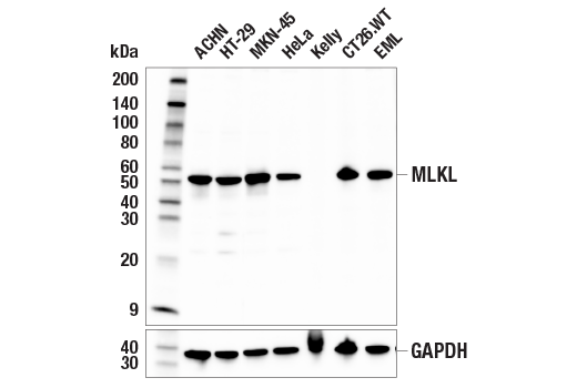 Western Blotting Image 1: MLKL (E7V4W) Mouse mAb (BSA and Azide Free)