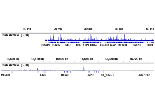 undefined Image 50: Microglia Cross Module Antibody Sampler Kit