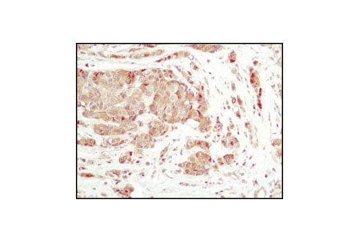 Immunohistochemistry Image 1: PP2C-α (D18C10) XP<sup>®</sup> Rabbit mAb (BSA and Azide Free)