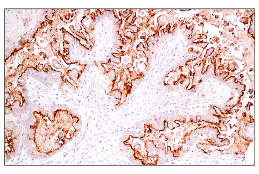 Immunohistochemistry Image 4: DAF/CD55 (E7G2U) XP<sup>®</sup> Rabbit mAb