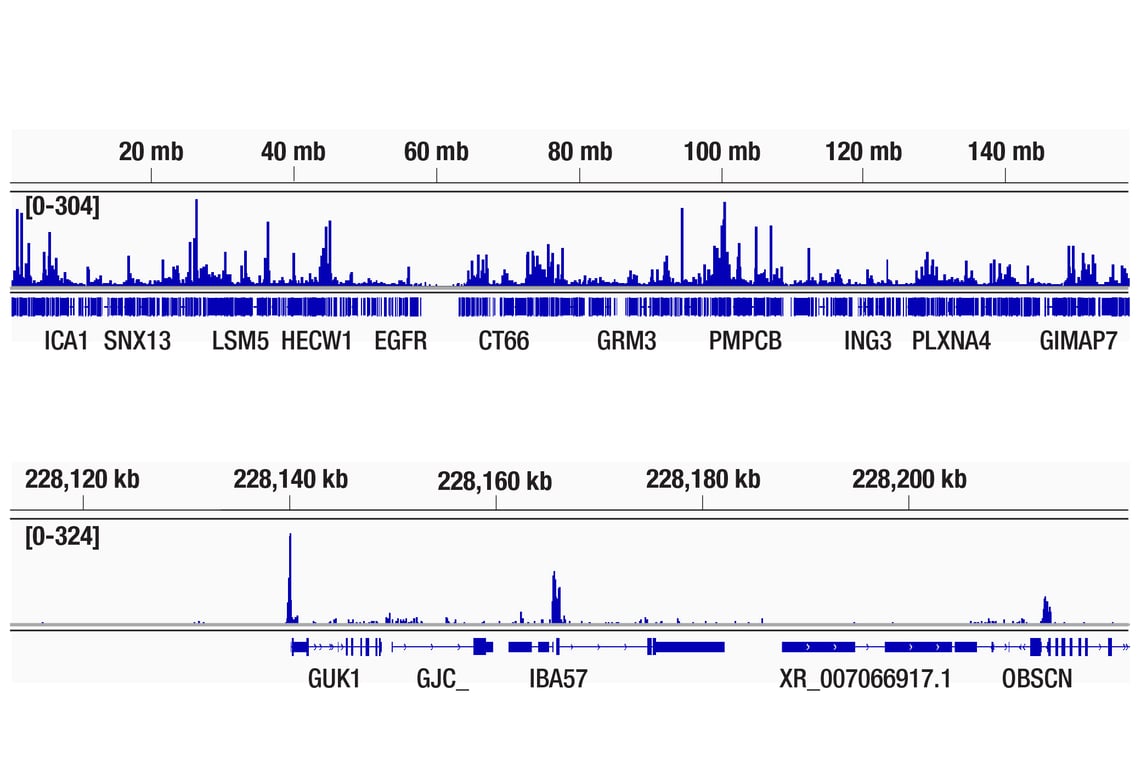 CUT & Tag Image 2: NRF1 (D9K6P) Rabbit mAb