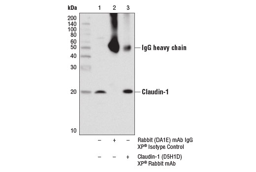 undefined Image 8: Tight Junction Antibody Sampler Kit