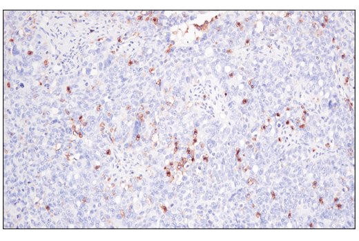 Immunohistochemistry Image 5: CD48 (D7L8I) XP<sup>®</sup> Rabbit mAb (BSA and Azide Free)