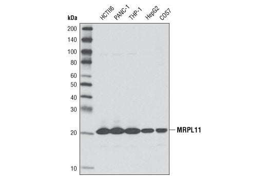 Western Blotting Image 1: MRPL11 (D68F2) XP<sup>®</sup> Rabbit mAb