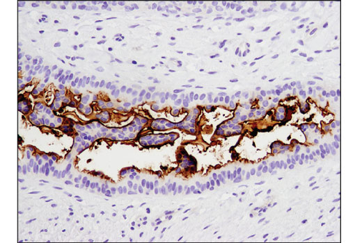 Immunohistochemistry Image 1: CD133 (D2V8Q) XP<sup>®</sup> Rabbit mAb