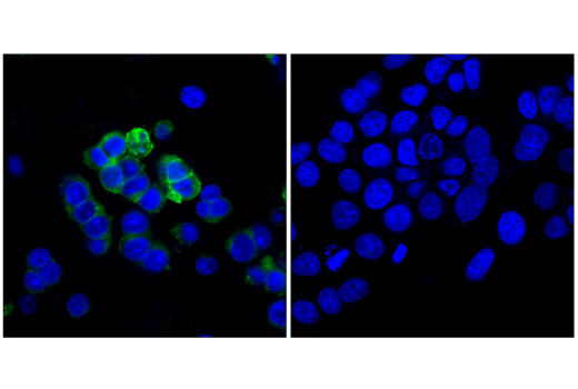 Immunofluorescence Image 1: CD133 (D2V8Q) XP<sup>®</sup> Rabbit mAb (BSA and Azide Free)