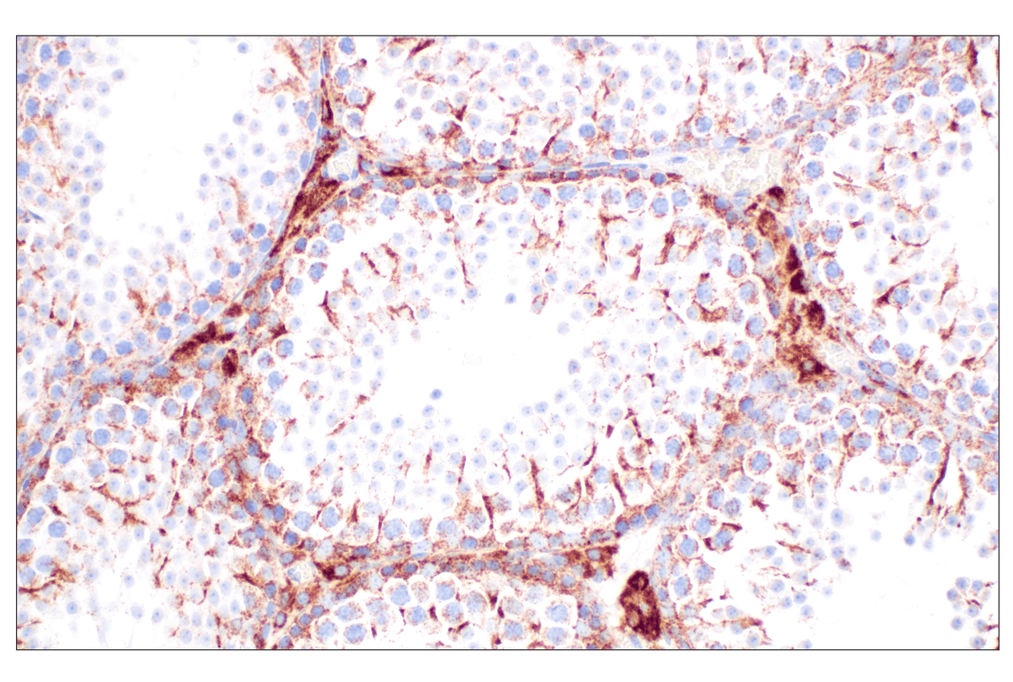undefined Image 53: Cell Fractionation Antibody Sampler Kit