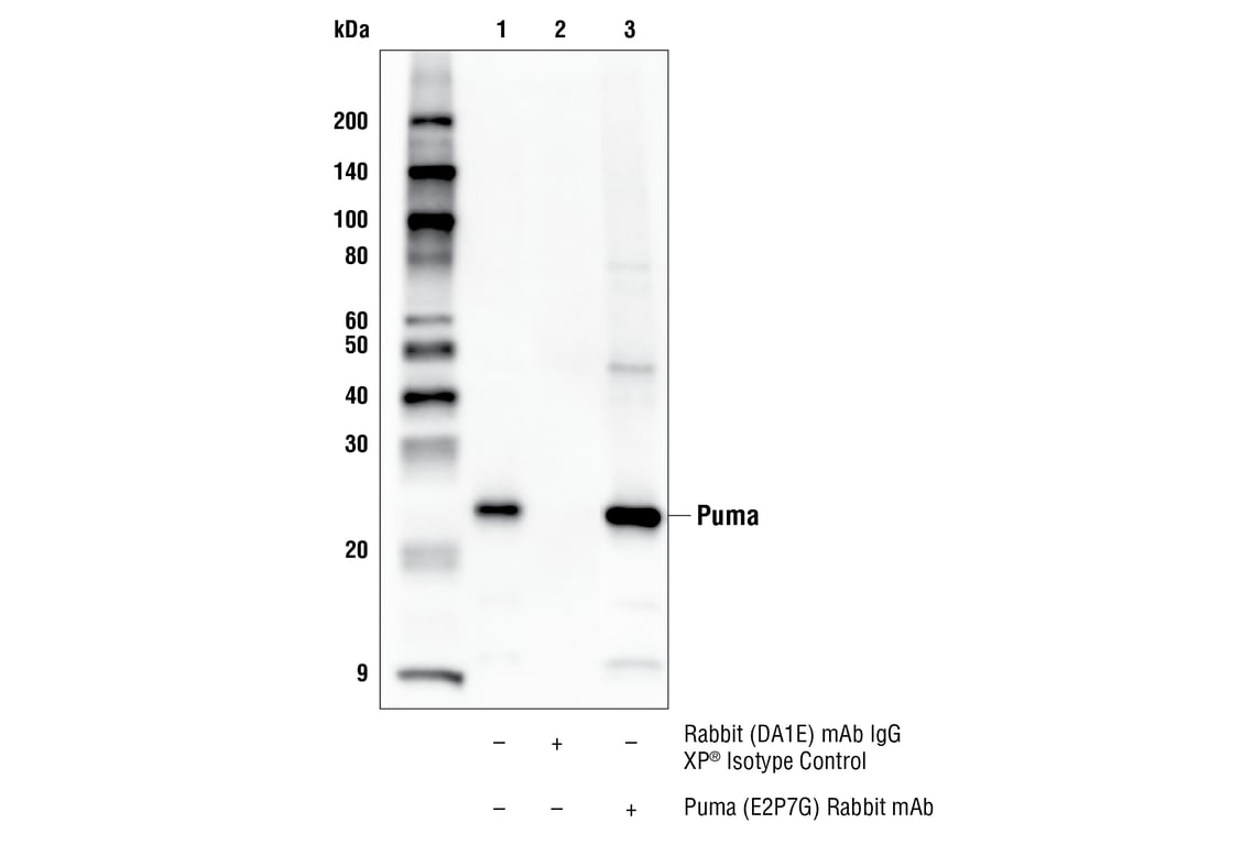 Immunoprecipitation Image 1: Puma (E2P7G) Rabbit mAb