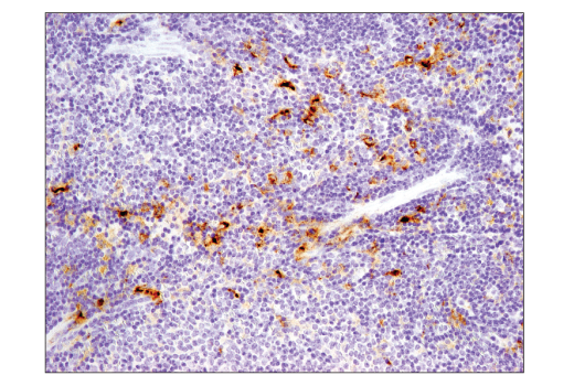 Immunohistochemistry Image 1: TIM-3 (D3M9R) XP<sup>®</sup> Rabbit mAb (BSA and Azide Free)