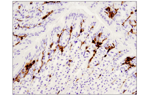 Immunohistochemistry Image 4: CD45 (D3F8Q) Rabbit mAb