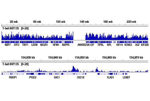 CUT & RUN Image 2: T-bet/TBX21 (E4I2K) Rabbit mAb