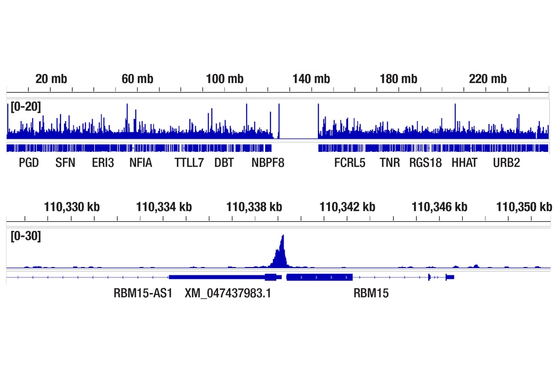 CUT & RUN Image 2: HDAC7 (E7O8V) Rabbit mAb